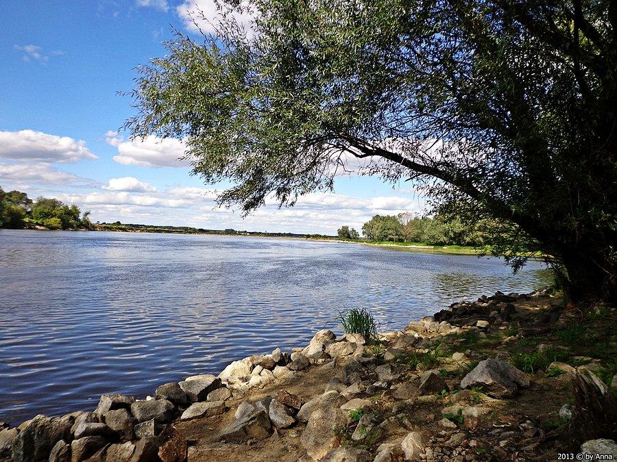 Narew