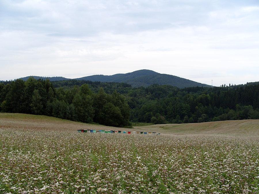Kolonia Gaj i pole gryki z ulami czyli miodzio pole ;)