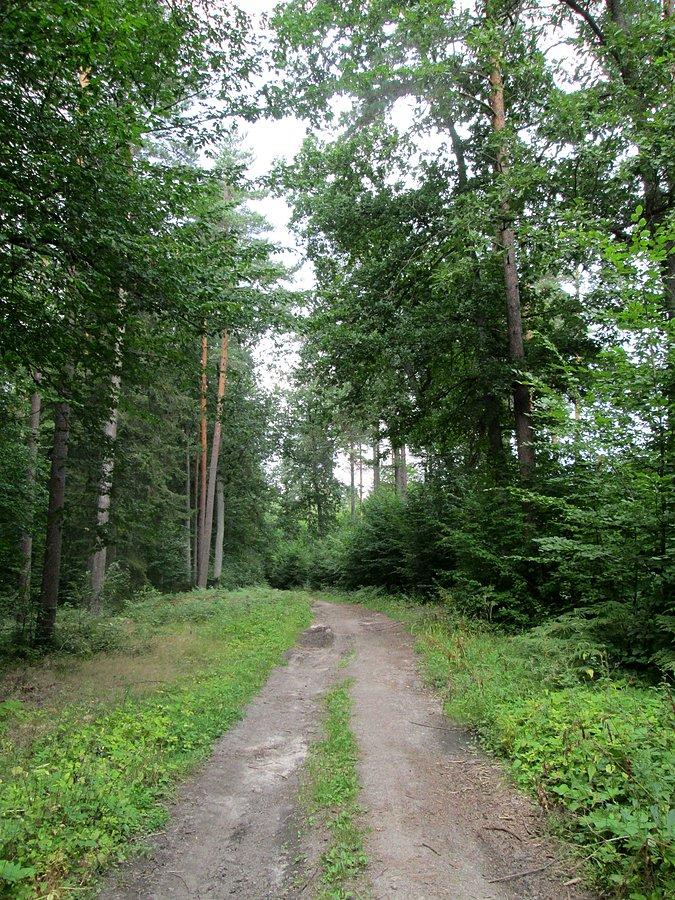 Leśna droga