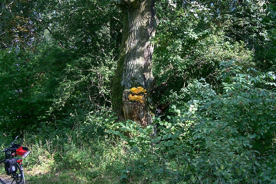 Przydrożne widoki