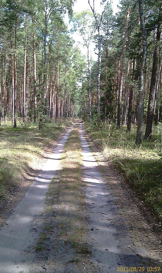 Droga leśna z Ostrów n/Okrzą do wsi Trzebca