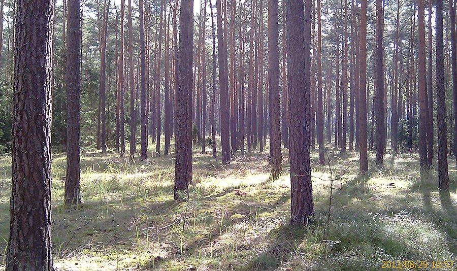 Las w okolicy Ostrów n/Okrzą