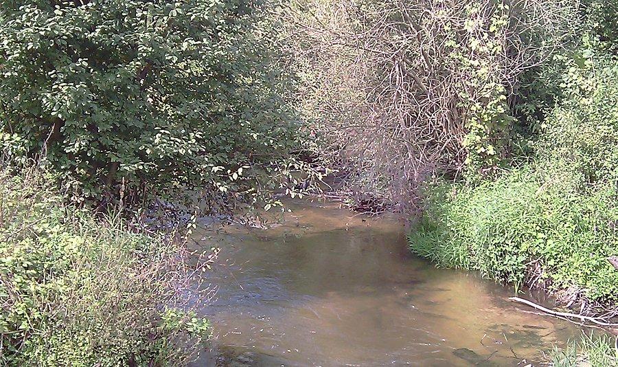 Kocinka we wsi Trzebca, ryba chodzi