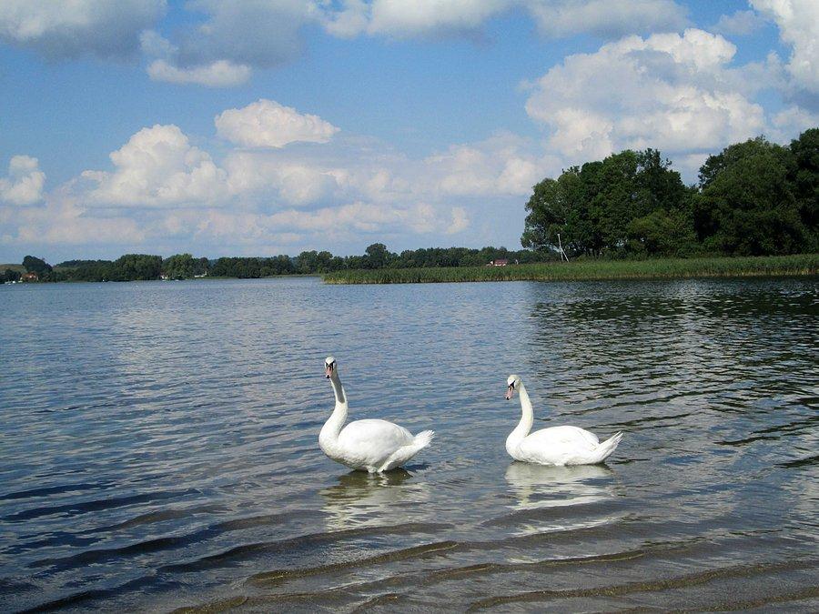 Łabądki