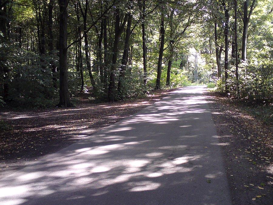 W drodze na Romnów