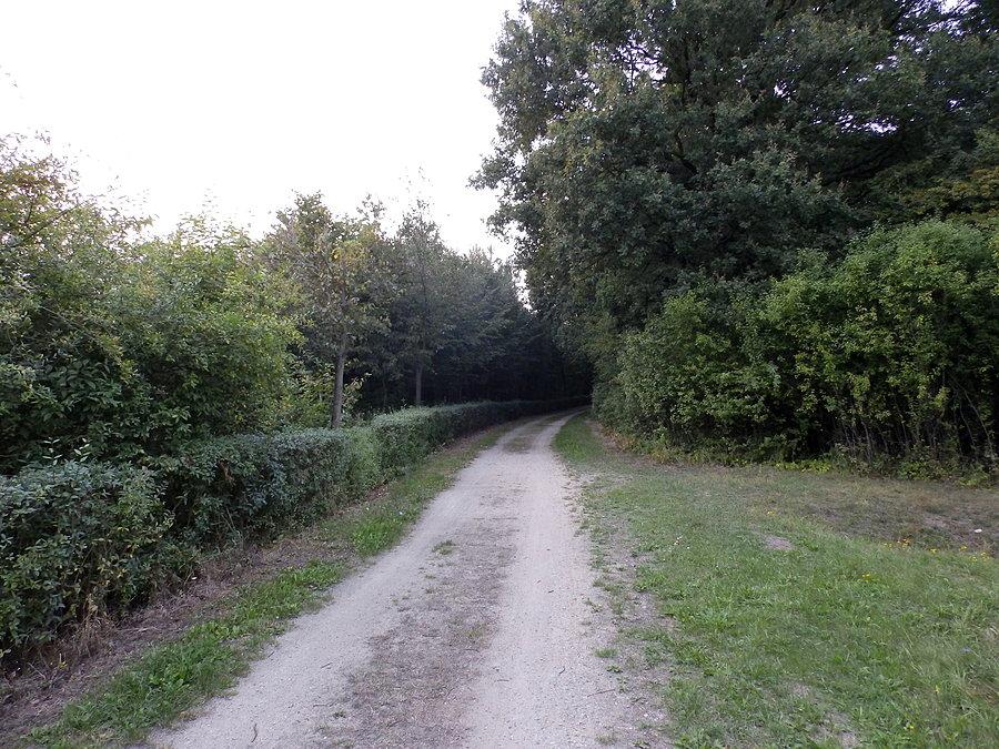 Uprawy Leśne