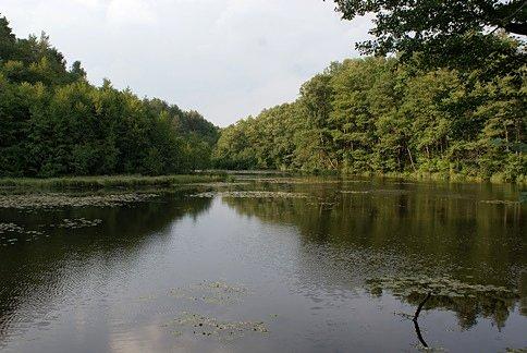 W Rezerwacie Gać są 4 stawy, to jeden z nich