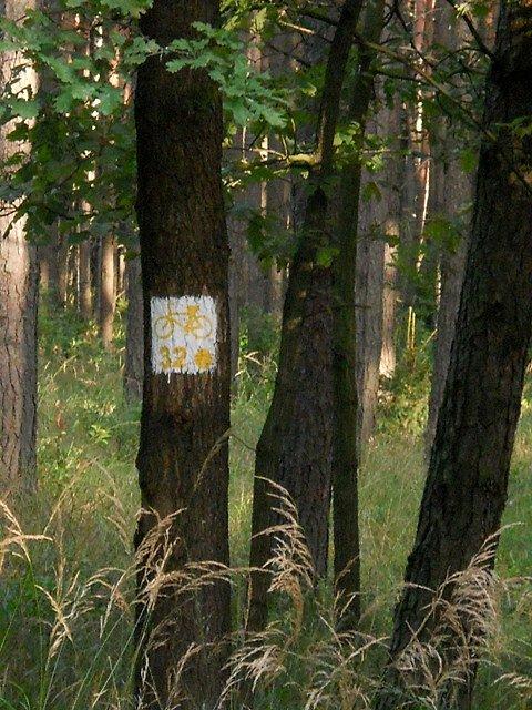 Inne ścieżki też się znajdą