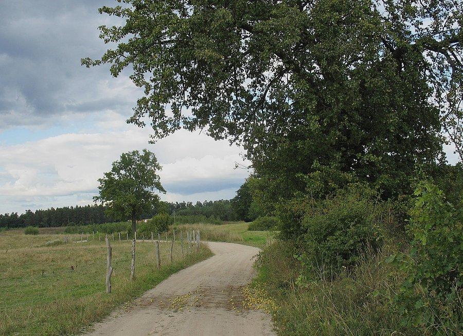Polna grusza