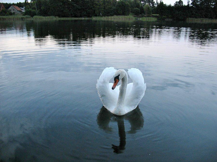 Łabędź z Jeziora Łoby