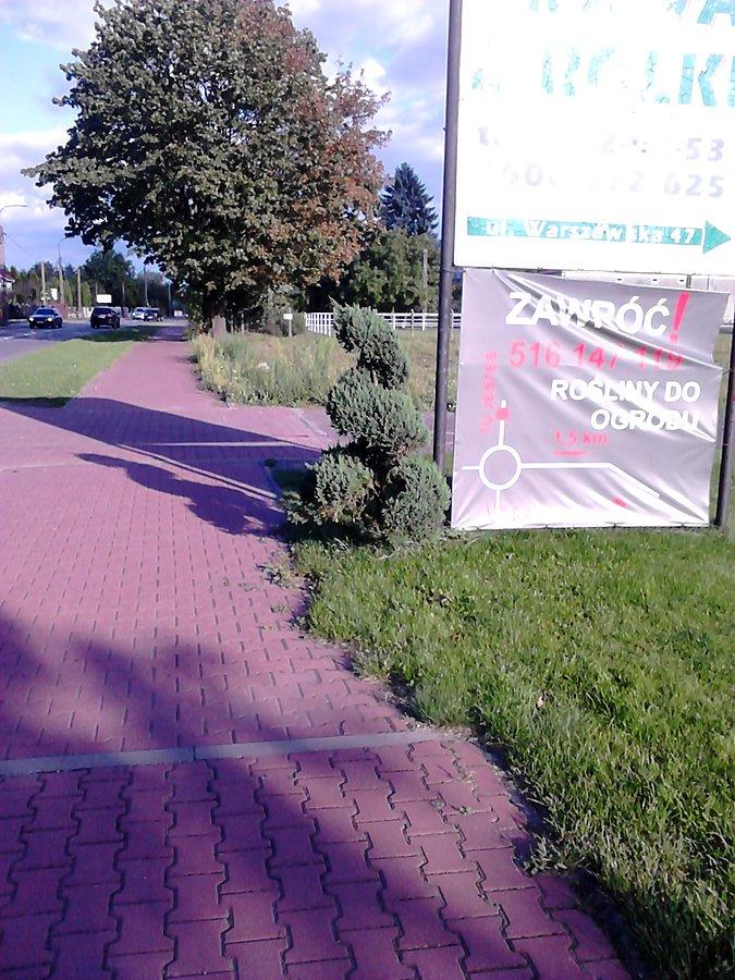 Ciekawie przycięty krzew- reklama krzewów do ogrodu