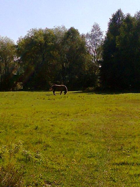 Konik