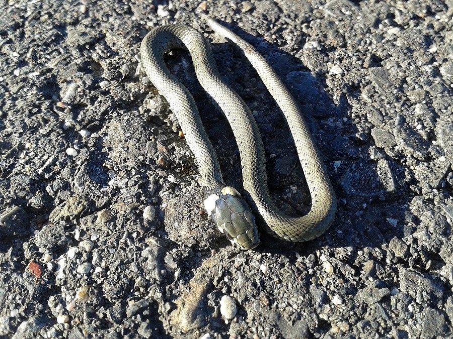Zaskroniec zwyczajny (Natrix natrix)