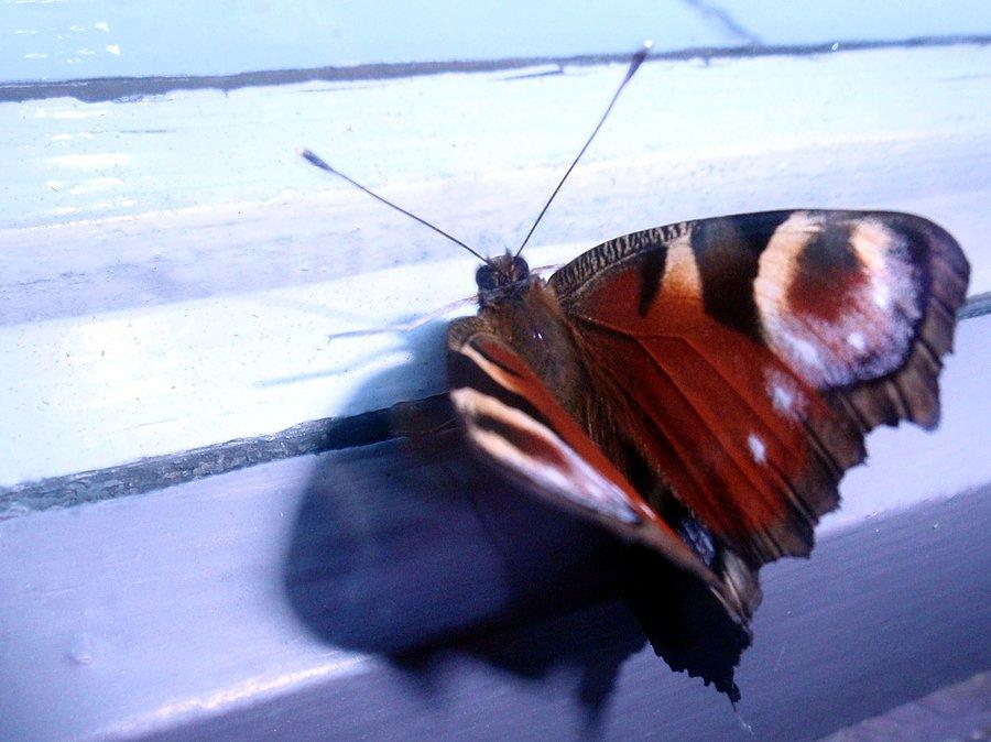 Motyl na ramie okiennej