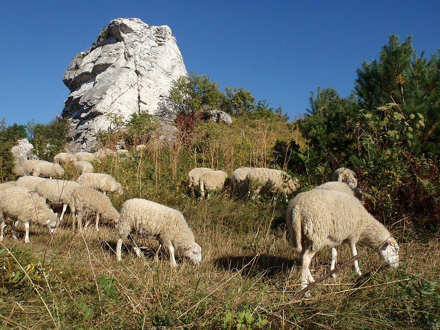Owce pod Szafą