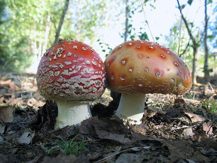Tych robak nie ruszy