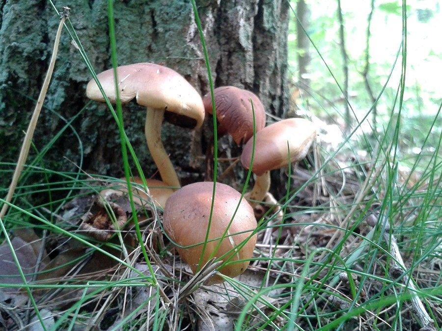 Grzybia rodzinka