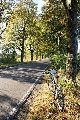 Aleją lipowo-klonową w stronę Lubochni