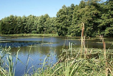 Nad stawem koło we wsi Stefanów