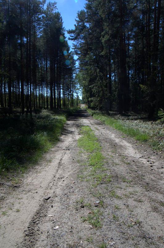 Leśne ścieżki