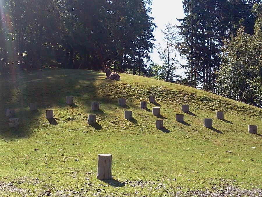 Bahenec jeleń
