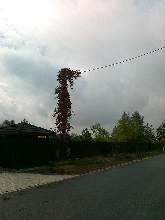 Na słupie zasadź bluszcz