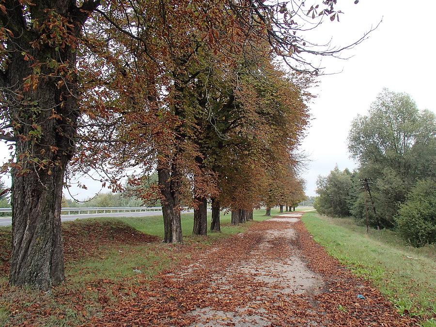 Spadające liśce z kasztanów