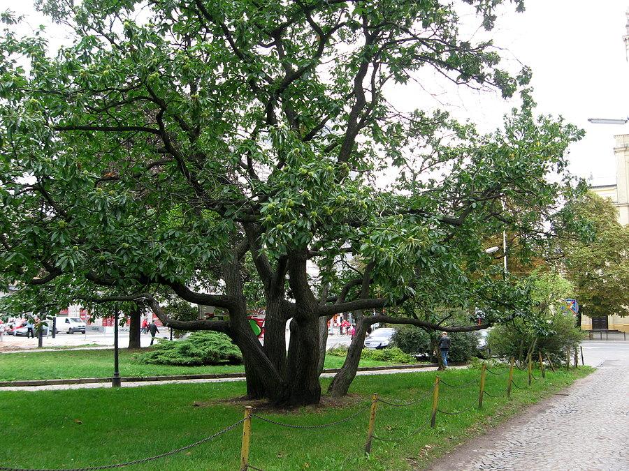 Łódź, maron