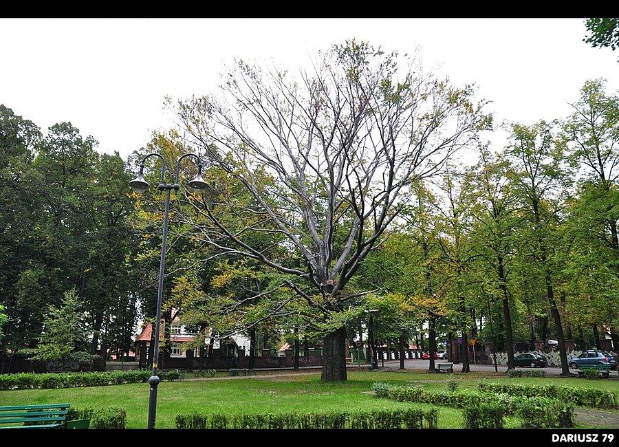 Katowice - Giszowiec, Plac Pod Lipami