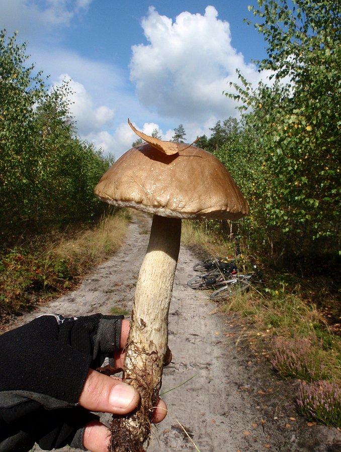 Koźlarz