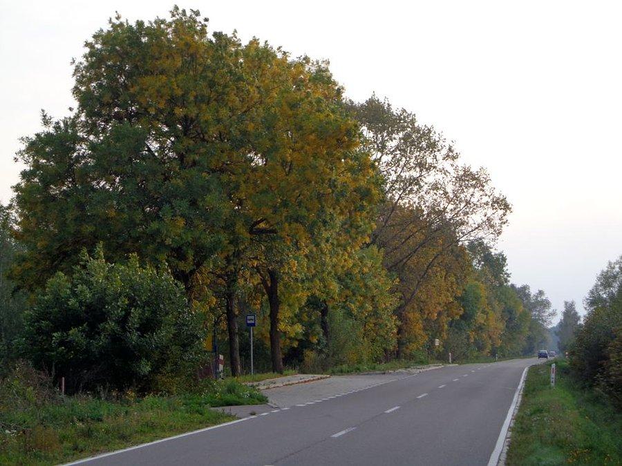 Jesień się pojawia