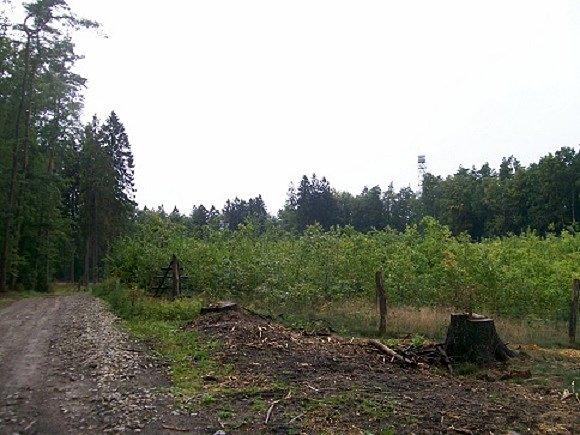 Po prawej teren wojskowy, żółty szlak biegnie pomimo wygodną na razie drogą - pada