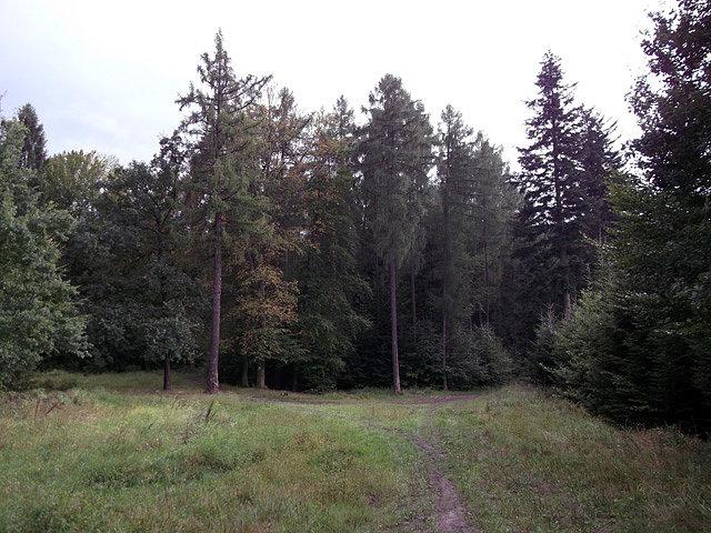 Ładna polanka