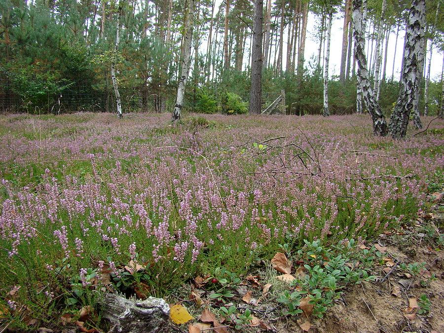 Wrzosowisko