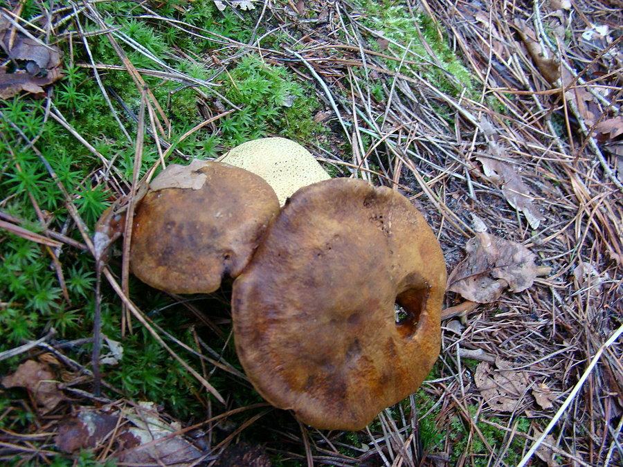 Symbioza jadalnych i mniej jadalnych