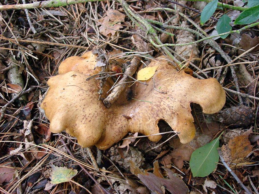 Wielgachna sztuka