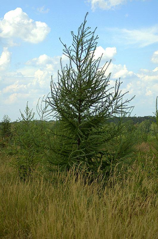 Do świąt oraz bliżej