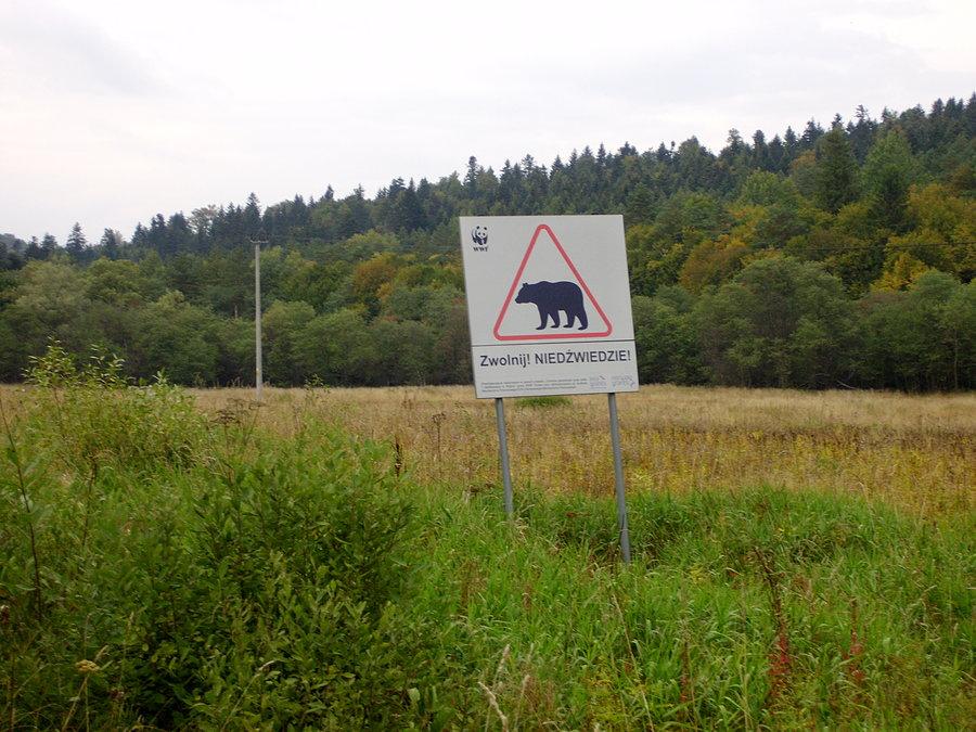 Zwolnij! Niedżwiedzie!