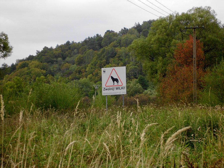 Zwolnij! Wilki!