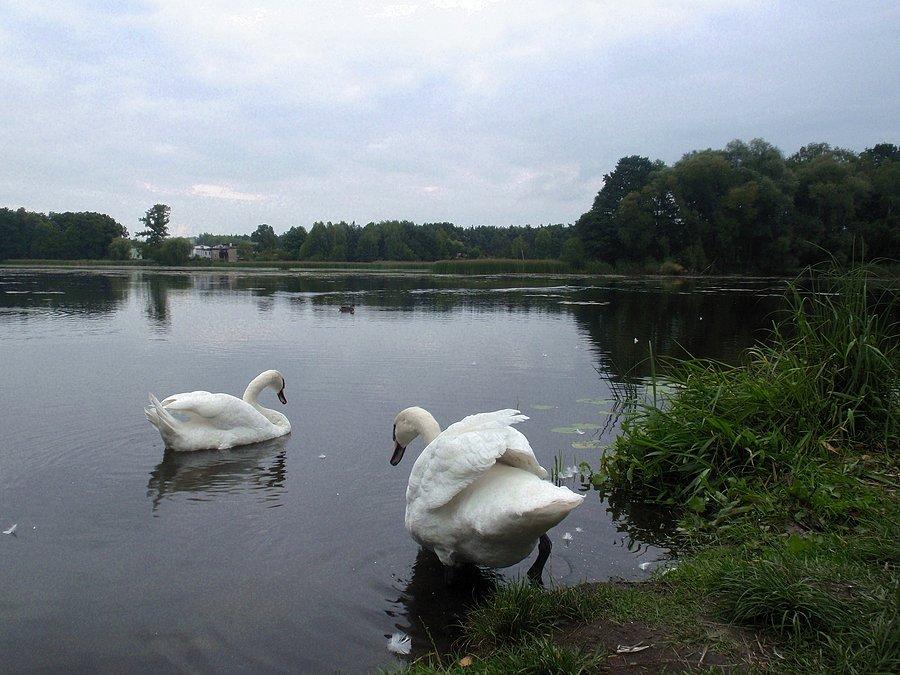 Zbiornik wodny w Zielonej