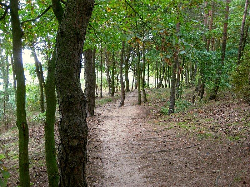 Singletrack nad Jeziorem Kowalskim
