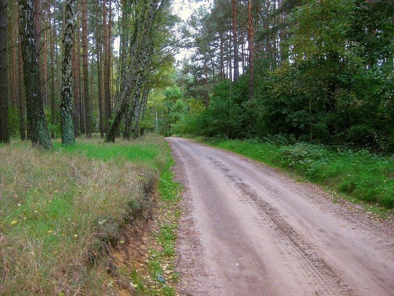 Droga leśna Barcinek - Jerzykowo