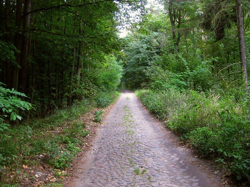 Kamienny bruk na leśnej drodze z Wierzonki do Barcinka