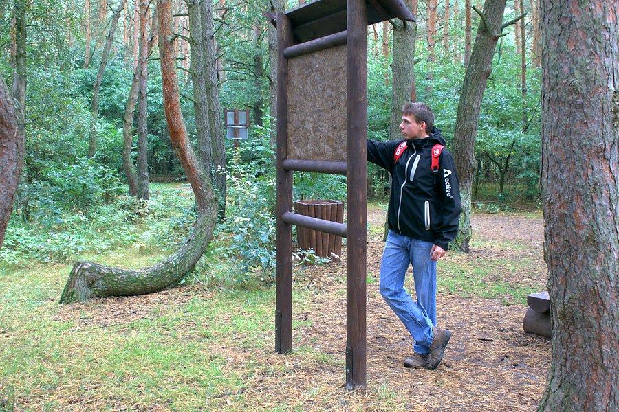 Paweł zapoznaje się z wersjami powstania tak krzywych drzew