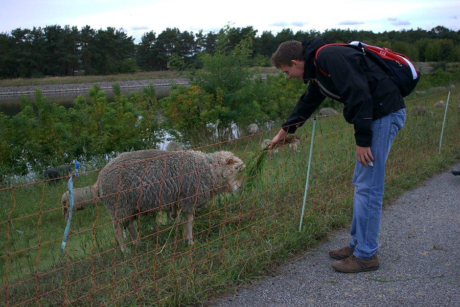 Paweł karmi owce na wale przeciwpowodziowym