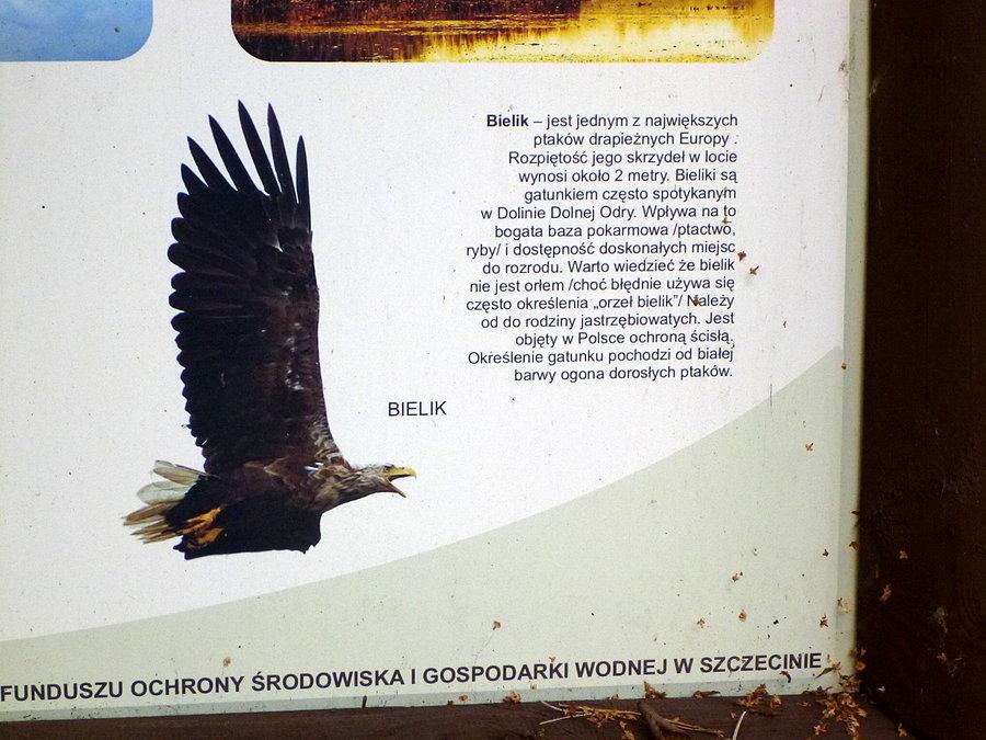 Na Międzyodrzu można znaleźć króla naszego nieba 53.278056,14.442971