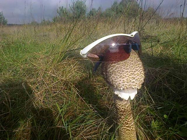 Kania rowerowa