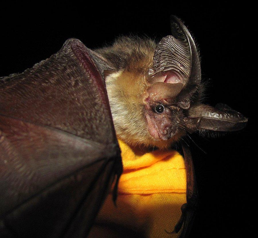 Kolega z biwaku
