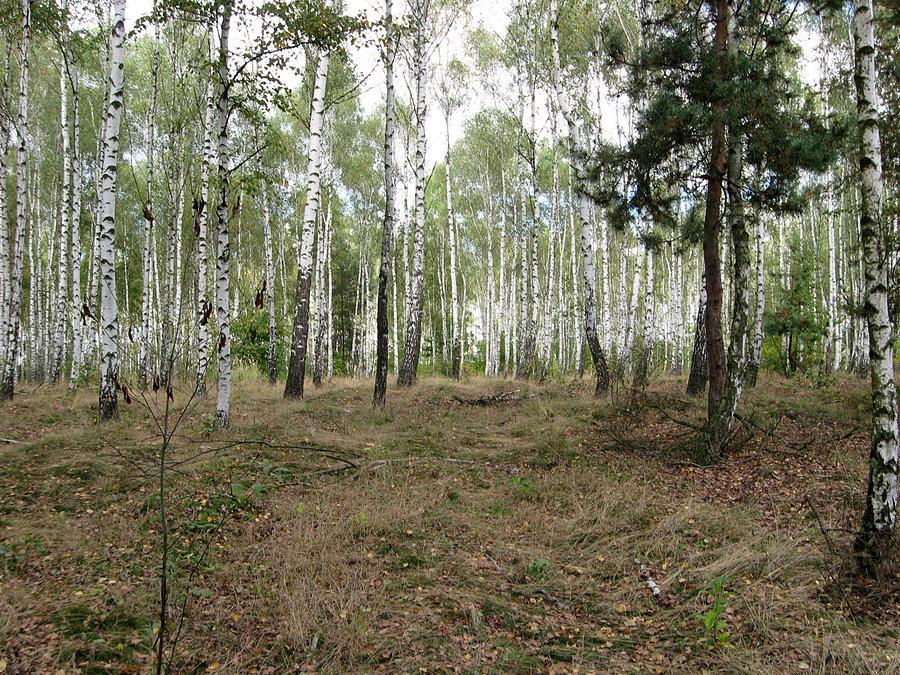 Las brzozowy