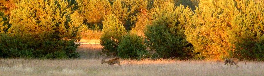 Sarny (Puszcza Biała)